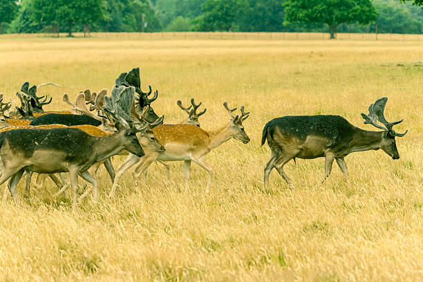 Two red deer stags (Cervus elaphus) size each other up by walking side by side in a parallel walk. During such a walk they will face away from each other when they roar. This is early morning during the rutting season in southern England.