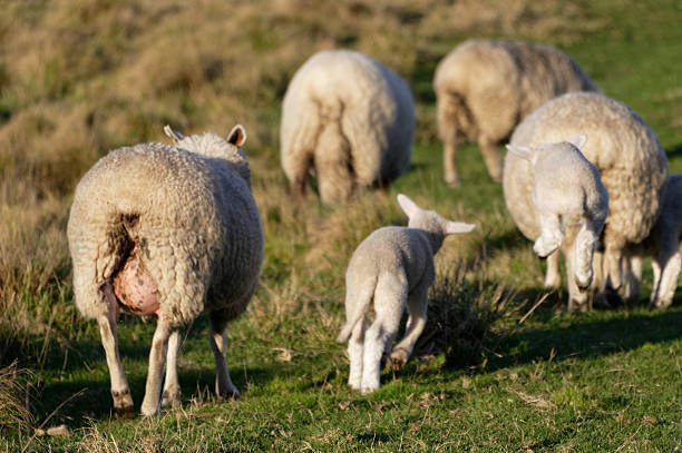 Lambs jumping as the flock moves away in the paddock