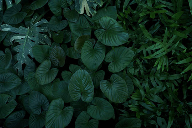 istock Green tropical natural leaves background image(PHOTO) 2243714287