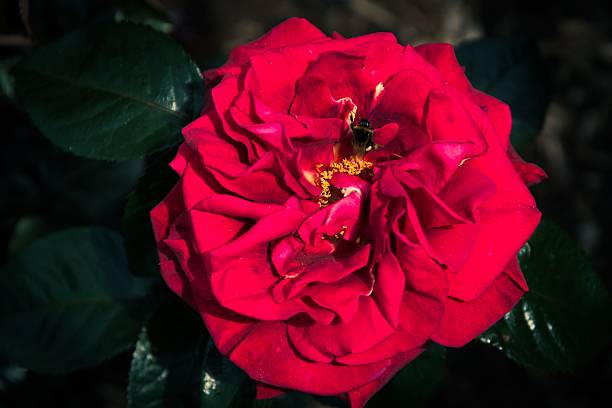 Close-up of a vibrant red rose with a bee collecting pollen, surrounded by dark green leaves.