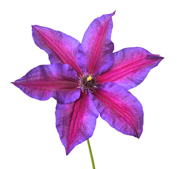 Clematis Hagley Hybrid in bloom. Flowers background. Beautiful climbing flowers in summer garden.