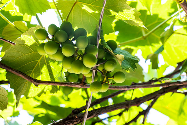 Bunches of young, unripe green grapes hang from a vine surrounded by lush leaves. This image captures a crucial early stage in viticulture, showing the fruit's development before ripening and harvest.