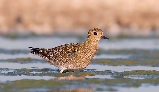 istock Golden Plover in Shallow Water 2243718075