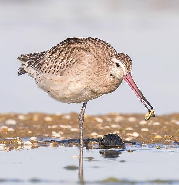 istock Bird with Long Bill Captures Prey at Water's Edge 2243718121