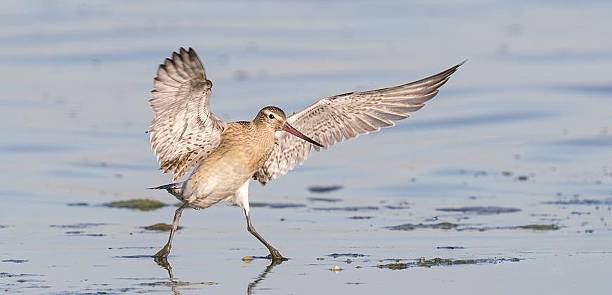 istock Shorebird with Wings Spread on Water 2243718123