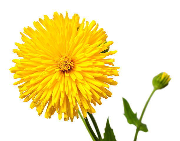 istock Yellow flower doronicum isolated on a white background 2243718181