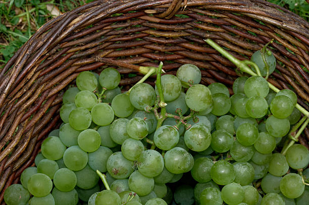 Ripe green grapes have been picked and put in a wicker basket