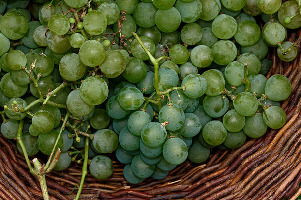 Bunch of white grapes, traditionally eaten for the sake of luck on New Year's Eve in Spain. White background. High angle view with copy space available on the upper side of the image.