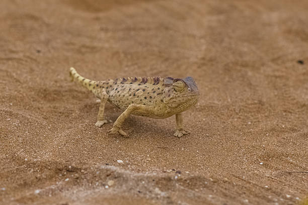 istock Namaqua Chameleon in the Namib desert 2243718727