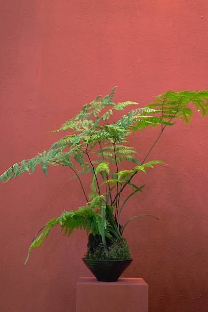 istock Ferns in black flowerpots with red walls 2243719588