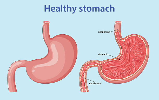 istock Healthy Human Stomach Anatomy Cross-Section Medical Illustration 2243719912