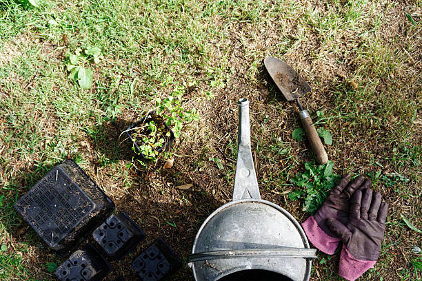 High angle view of a wheelbarrow filled with rich potting soil or manure and seedlings for planting yellow celosia in an ornamental flowerbed in a newly landscaped garden