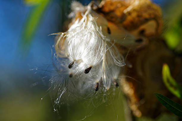 istock Seeds bursting from a swan plant seed pod 2243721087