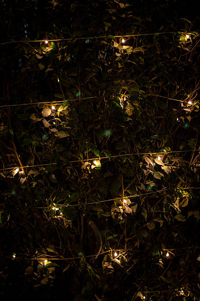 Glowing string light bulbs illuminating dark ornate green tree branches decorated in night for Christmas, Diwali festival celebration for soft romantic posters, backdrops.