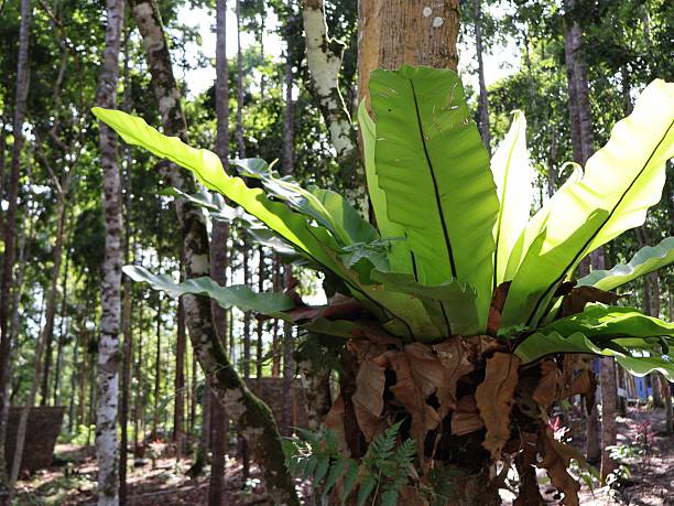 istock Bird's Nest Fern growing epiphytically 2243721353