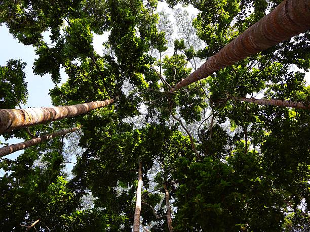 istock Low-angle view looking up at the majestic, tall trunks and dense green canopy 2243721410
