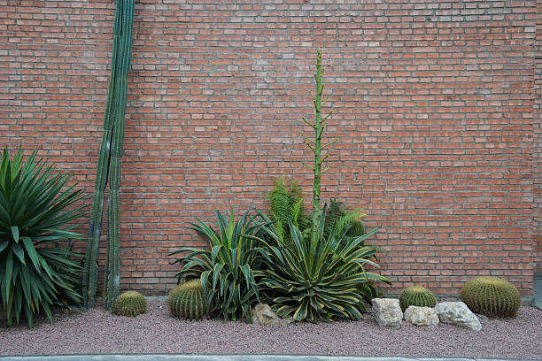 A beautiful red brick wall with various green succulent plant
