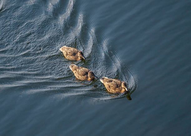 Mallard ducklings swimming on a lake.