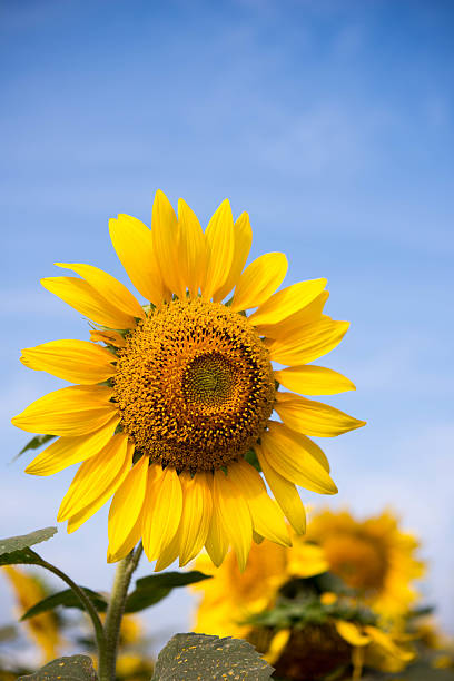 istock sunflower in farm 2243727680