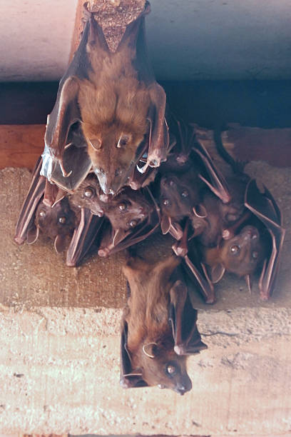 istock a group of bats during the day 2243730198