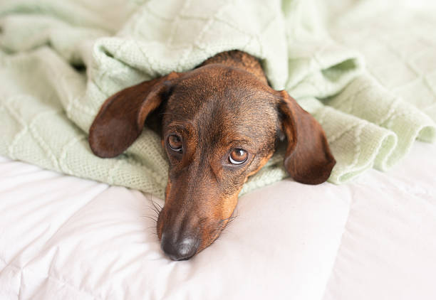 istock Cute dog brown dachshund on the bed 2243730770