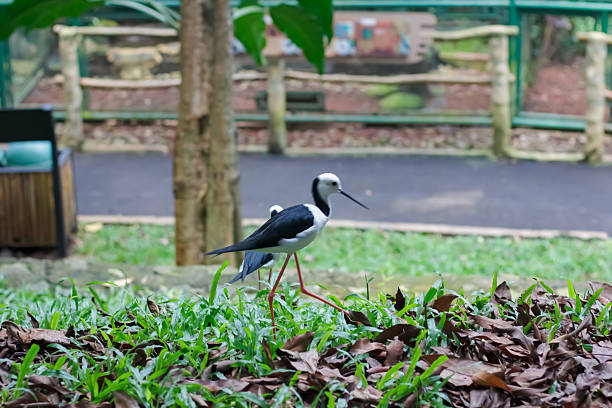 Black-winged stilt (Himantopus himantopus), also known as a pied stilt at the zoo
