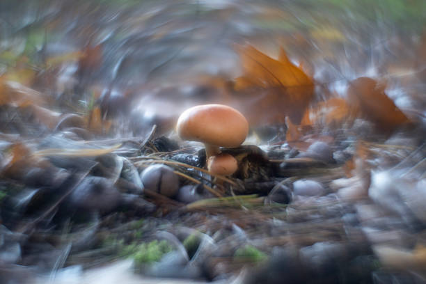 Forest floor on an autumn day in central Poland.