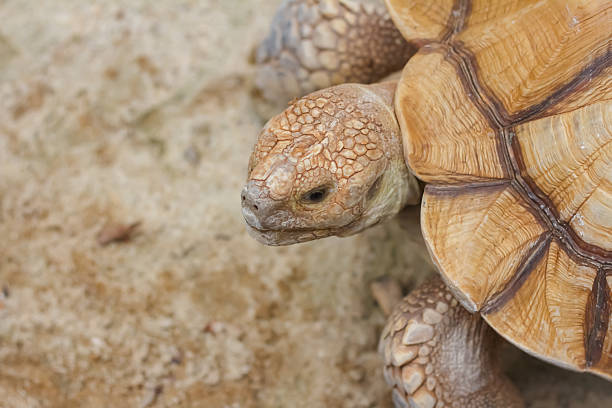turtle (geochelone sulcata) isolated on a white background