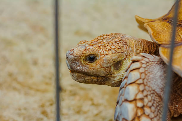 portrait of a turtle in conservation