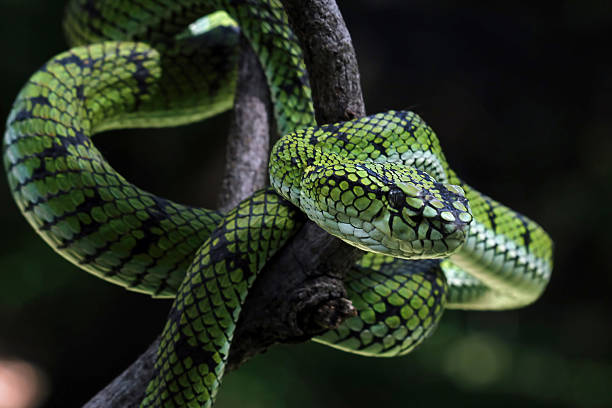 Sumatran pit viper on a branch, Trimeresurus sumatranus