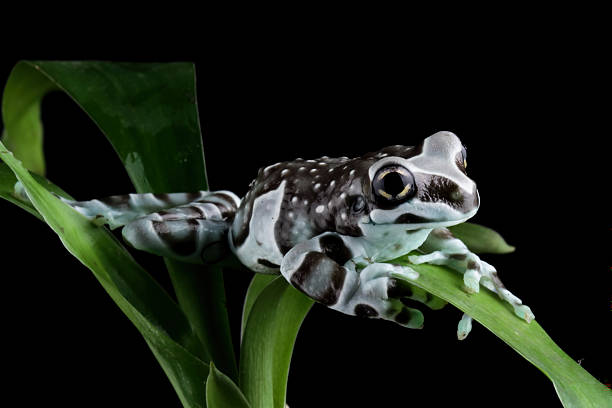 istock Blue milk frog isolated on black background, Amazon milk frog (Trachycephalus resinifictrix) sitting on a branch 2243733545