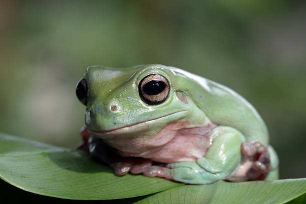 Close-up of a dumpy frog sitting on a leaves, green tree frog