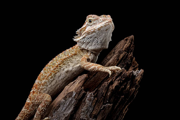istock bearded dragon isolated on black background, aggressive lizard 2243733618