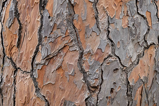 istock The bark of the macro pine. 2243735560