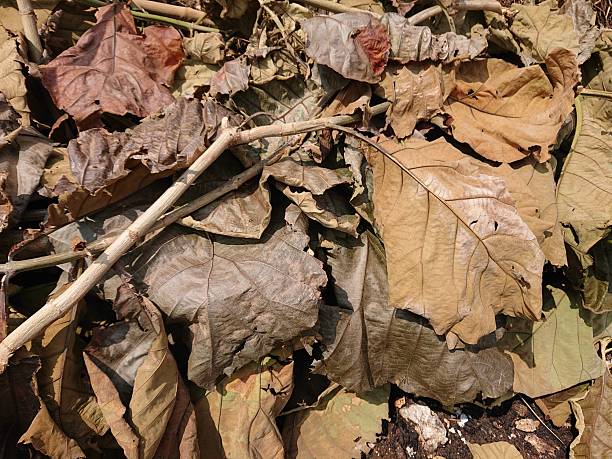 dried teak leaves, fallen leaves scattered and dried