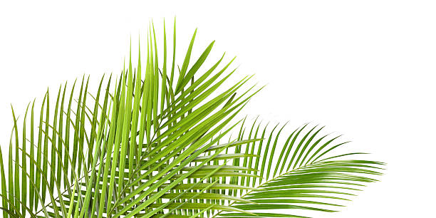 istock Bright green palm leaves on white background. Tropical plant 2243735849