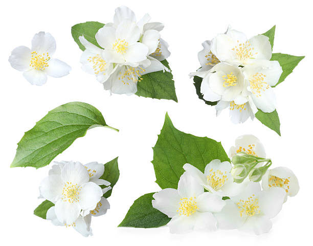 istock Jasmine flowers with green flowers isolated on white, set 2243735851