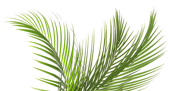 istock Bright green palm leaves on white background. Tropical plant 2243735852