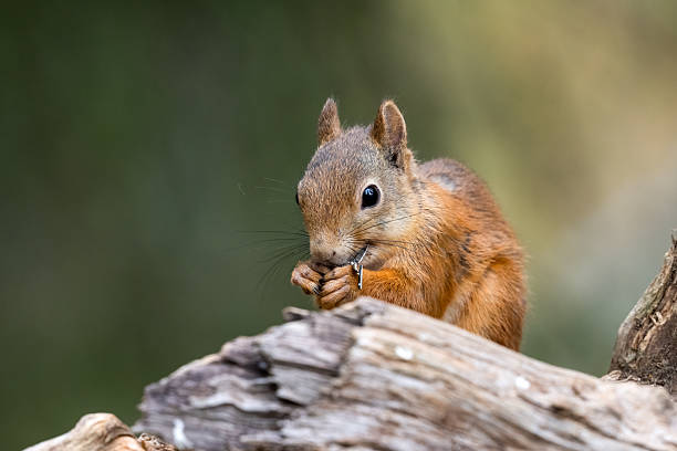istock The red squirrel or Eurasian red squirrel in taiga. Sciurus vulgaris. Finland 2243738902