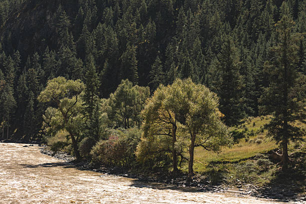 istock Snow mountain primeval forest valley river background under the blue sky 2243739241