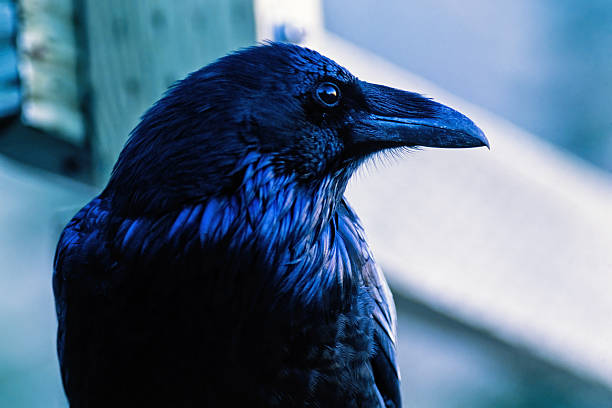 istock Raven bird with black plumage at a close up 2243739539