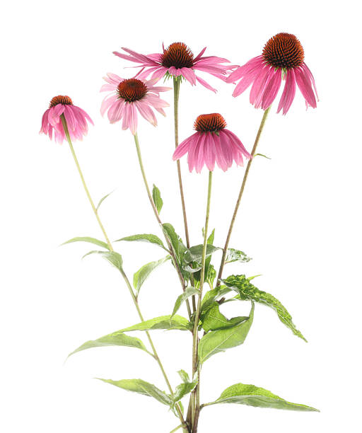 istock Beautiful pink Echinacea flowers isolated on white 2243739961
