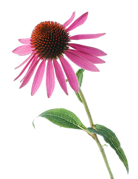 istock Beautiful pink Echinacea flower isolated on white 2243740013