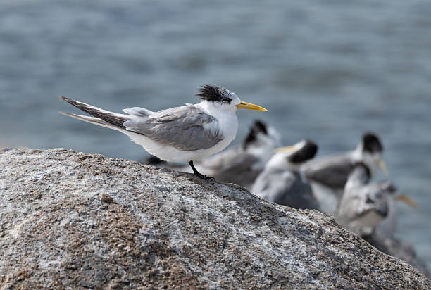 Lesser Crested Terns on a rock in Encounter Bay, South Australia, Australia