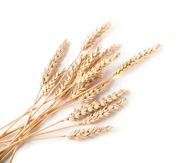 istock Many dried wheat ears isolated on white, top view 2243742776