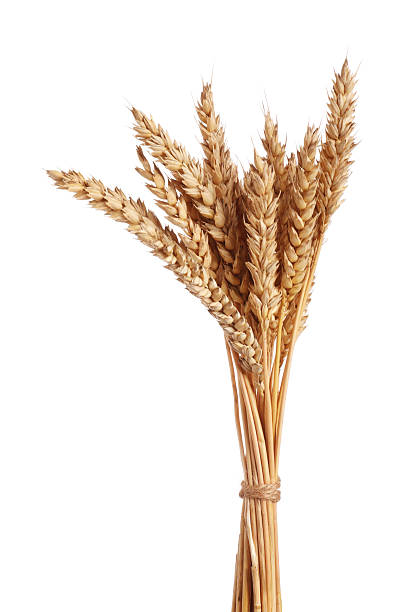 istock Bunch of dried wheat ears isolated on white 2243742799