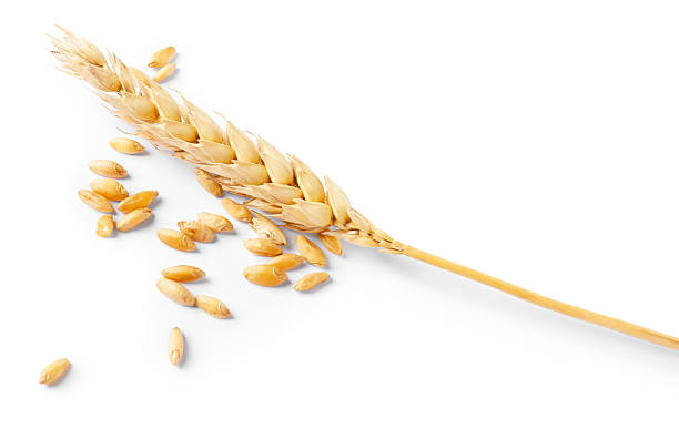 istock Dried wheat ear and seeds isolated on white 2243742810