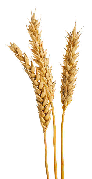 istock Many dried wheat ears isolated on white 2243742818