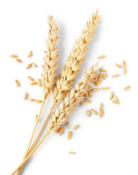 Many dried wheat ears and seeds isolated on white, top view