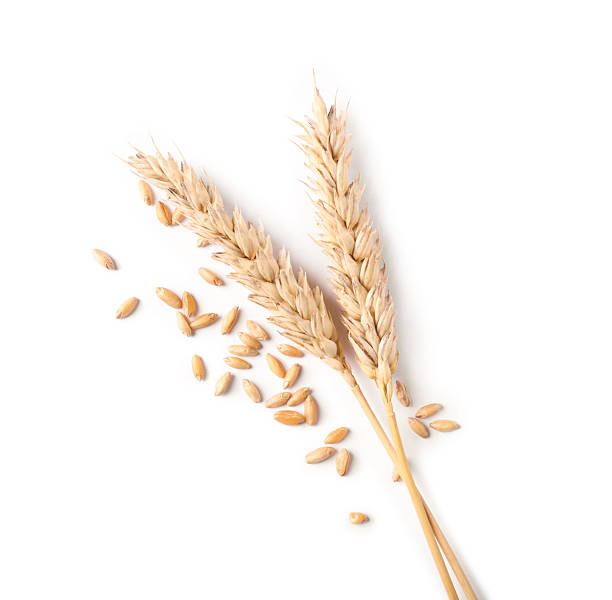 istock Many dried wheat ears and seeds isolated on white, top view 2243742864